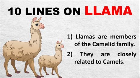 llama in english.